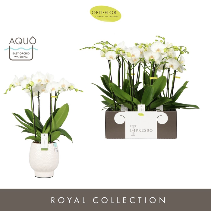 <h4>Phalaenopsis wit meer takken</h4>