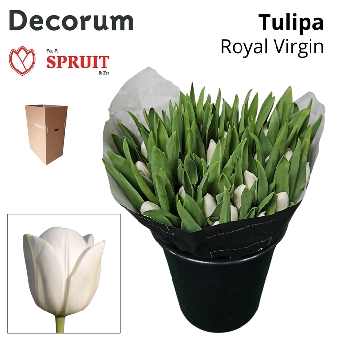 <h4>TU EN ROYAL VIRGIN Aqua Box 50</h4>