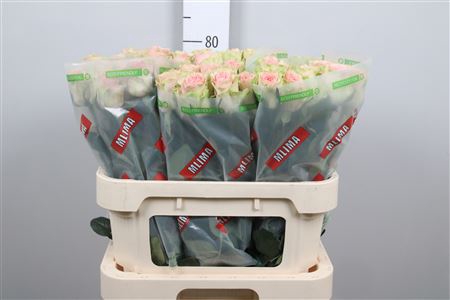 <h4>R Gr Frutteto</h4>