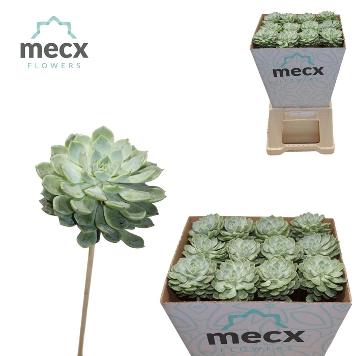 <h4>Echeveria Derenbergii Blue (mecx Flowers) Mecx-emm</h4>