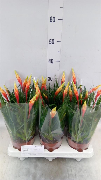 <h4>Vriesea  'Shannon'</h4>