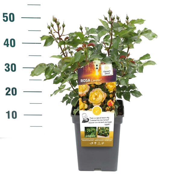 <h4>Rosa 'Lampion' - Struik - VP5 - Categorie 3</h4>