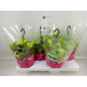 Philodendron scand. 'Brasil'