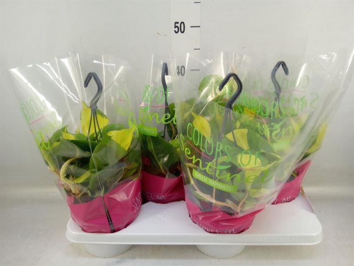 <h4>Philodendron scand. 'Brasil'</h4>