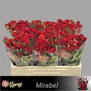 R Tr Mirabel