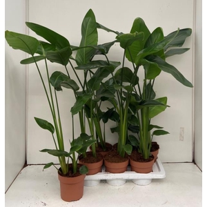 STRELITZIA NICOLAI