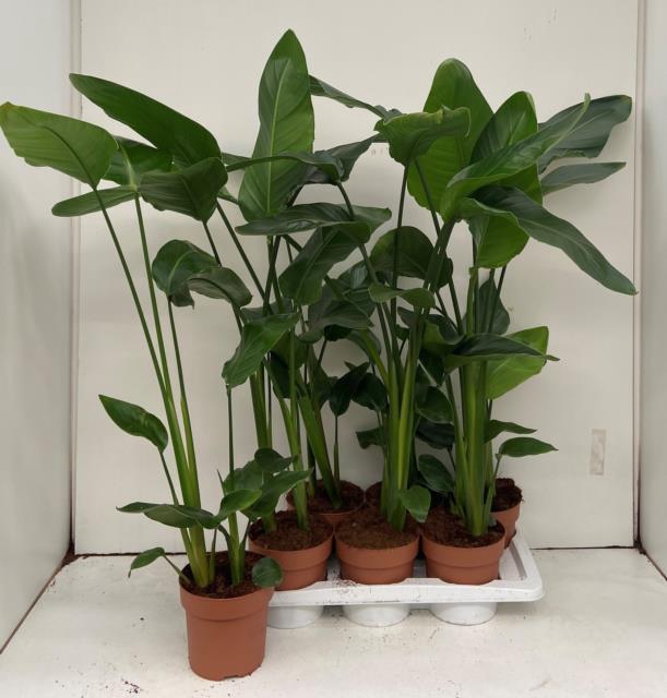 STRELITZIA NICOLAI
