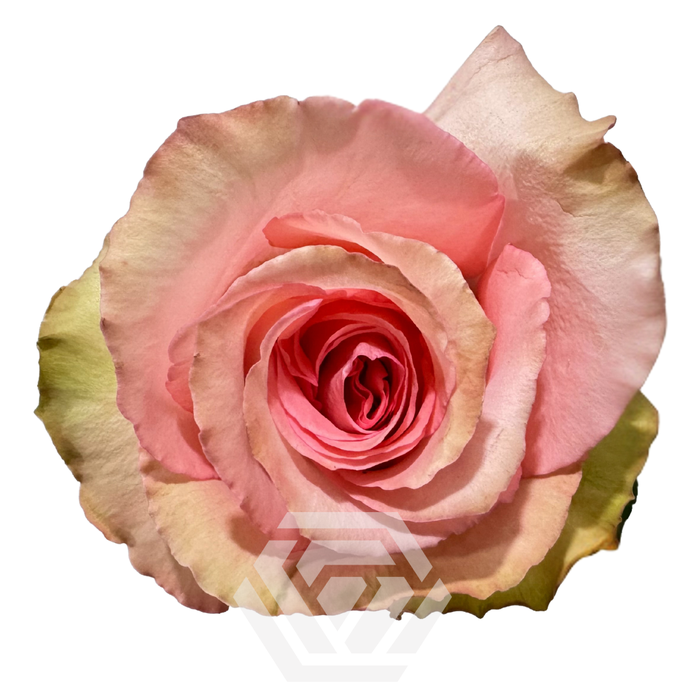 <h4>R GR FLIRTY Tessa</h4>