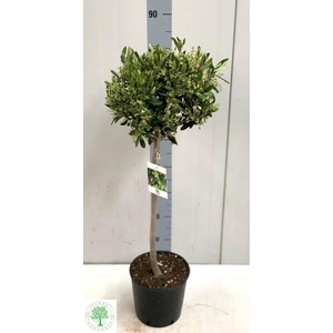 OLEA EUROPAEA