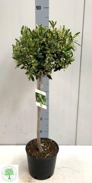 <h4>OLEA EUROPAEA</h4>