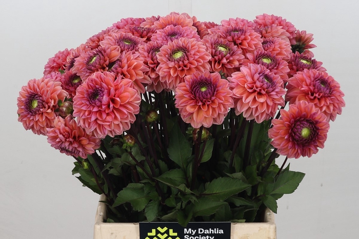 <h4>Dahlia Daisy Duke</h4>