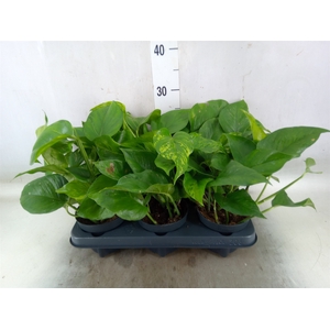 Epipremnum   ...