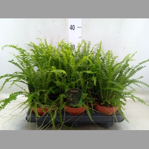 Nephrolepis cord. 'Duffii'