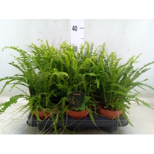 Nephrolepis cord. 'Duffii'