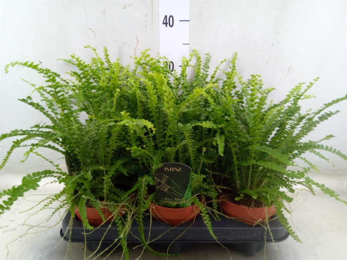 <h4>Nephrolepis cord. 'Duffii'</h4>