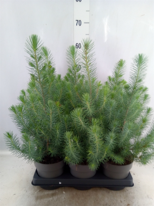 <h4>Pinus pinea 'Silver Crest'</h4>