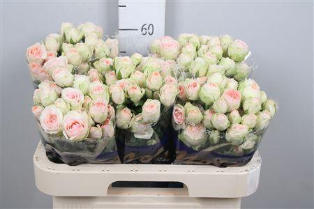 <h4>R Tr Rlm Ing Kristi</h4>