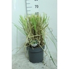 Cortaderia selloana Pumila
