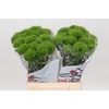 Dianthus Br Kiwi Mellow 45cm (min 1 shelve)