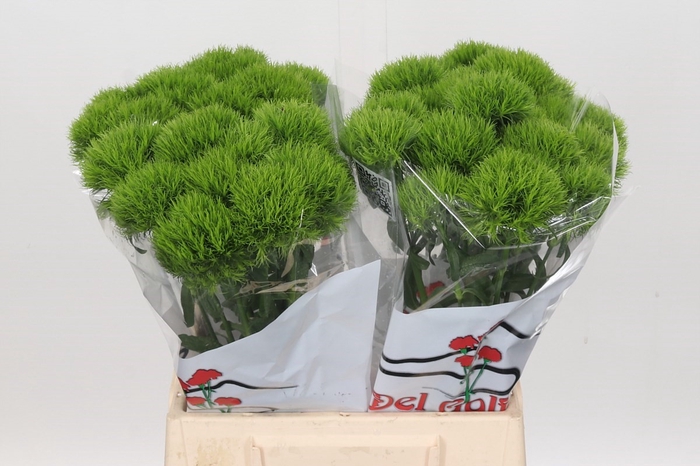 Dianthus Br Kiwi Mellow 45cm (min 1 shelve)