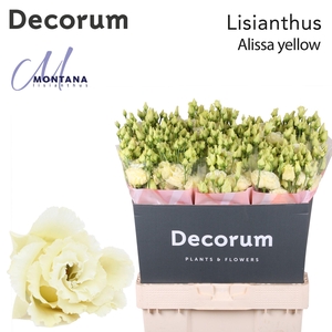 Lisianthus Alissa yellow 70cm