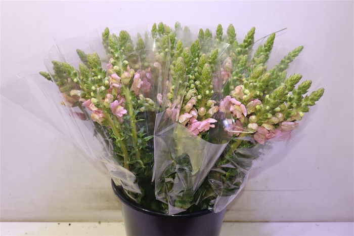 <h4>Antir Poto Pink</h4>