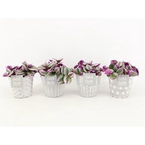 Tradescantia Nanouk In Star Pot