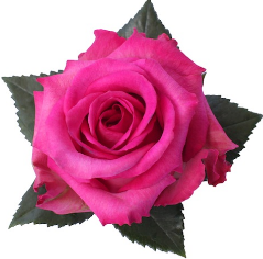 <h4>R Gr Purple Cezanne Hot Pink 50cm EC</h4>