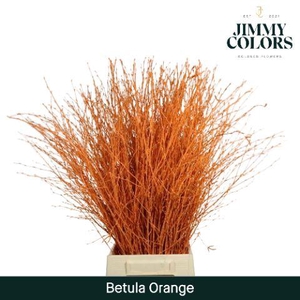 Betula L70 Orange