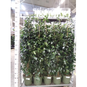 Ficus benja. 'Danielle'