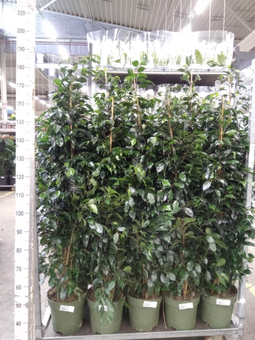 <h4>Ficus benja. 'Danielle'</h4>