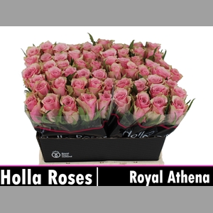 R GR ATHENA ROYALE
