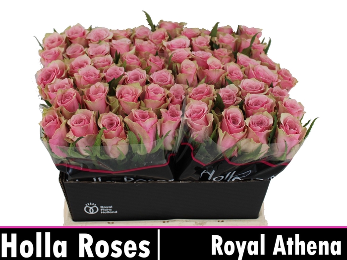 <h4>R GR ATHENA ROYALE</h4>