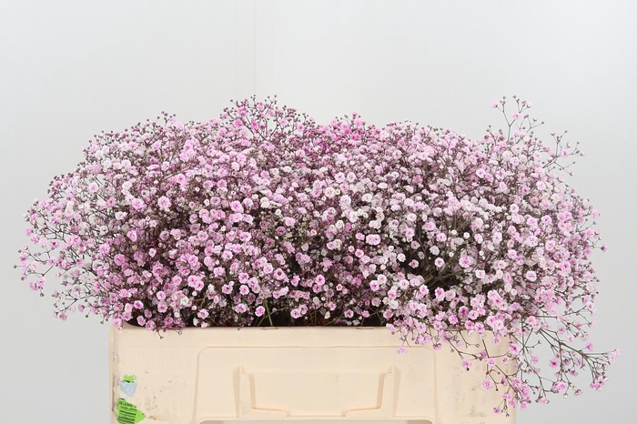<h4>Gyps Painted Pink</h4>