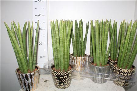 <h4>Sansev Cylindrica Ov Decopot</h4>