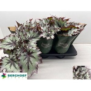 BEG BEL NORD GLACIER