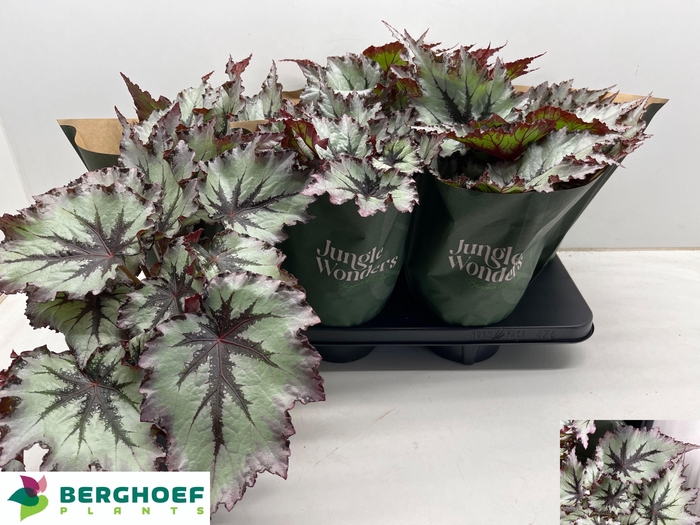 <h4>BEG BEL NORD GLACIER</h4>