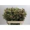 Leucadendron Ayoba Star Pearl