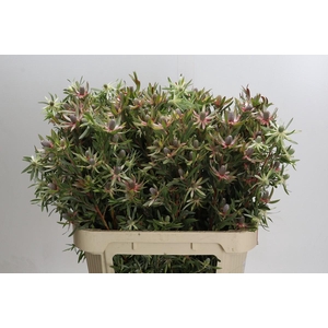 Leucadendron Ayoba Star Pearl