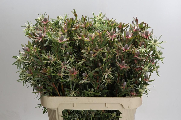 <h4>Leucadendron Ayoba Star Pearl</h4>
