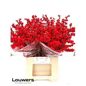 ILEX MAG SUPREME RED