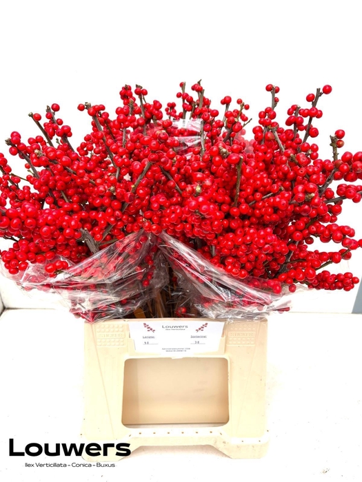 <h4>ILEX MAG SUPREME RED</h4>