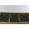 Wr Sierfruit Juniperus Black 12cm