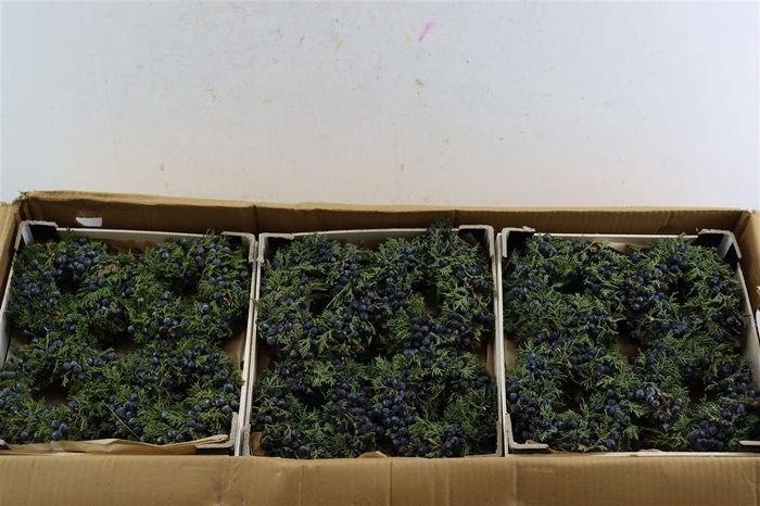 Wr Sierfruit Juniperus Black 12cm