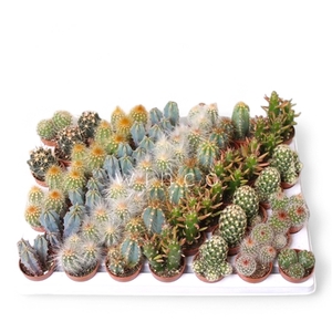 Cactus Mini Mix