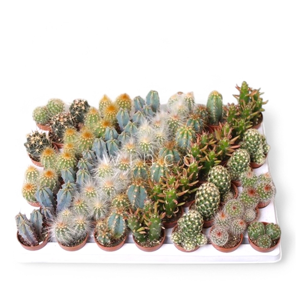 <h4>Cactus Mini Mix</h4>