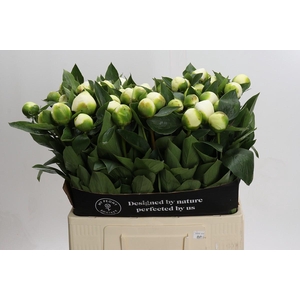 Paeonia Lact. Bridal  Shower