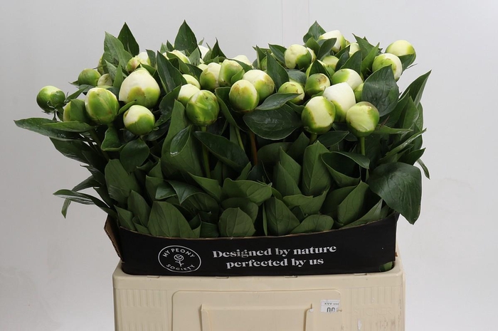 <h4>Paeonia Lact. Bridal  Shower</h4>