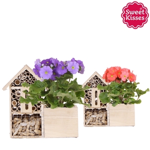 Primula Obconica Sweet Kisses mix in Insecten Hotel