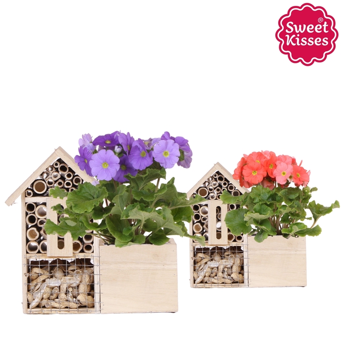 <h4>Primula Obconica Sweet Kisses mix in Insecten Hotel</h4>